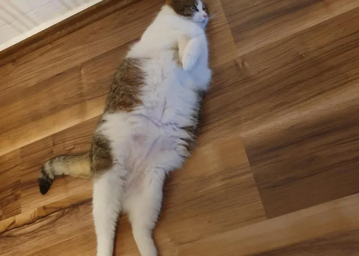 M.spindler 아파트