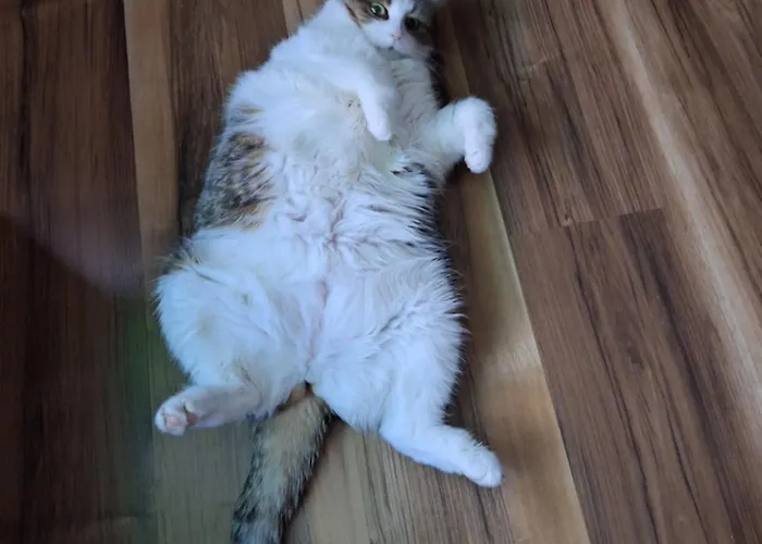 M.spindler * فراونوالد